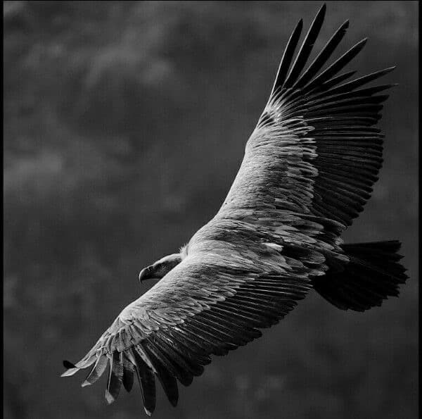 (FREE) Masato Hayashi Type Beat "Vulture"